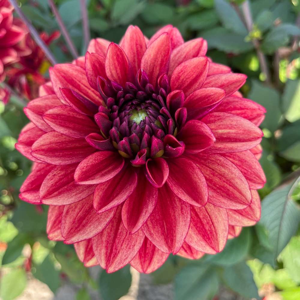 Dahlia 'Glossy Maracana'